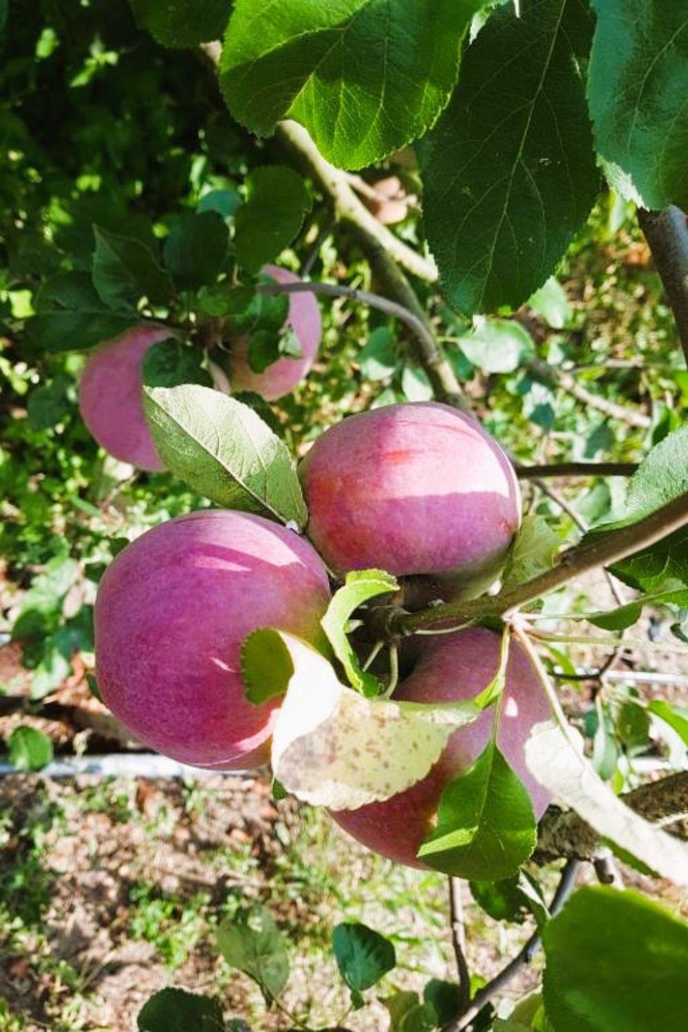 Villa Olszyna Pod Brzoza Esterno foto