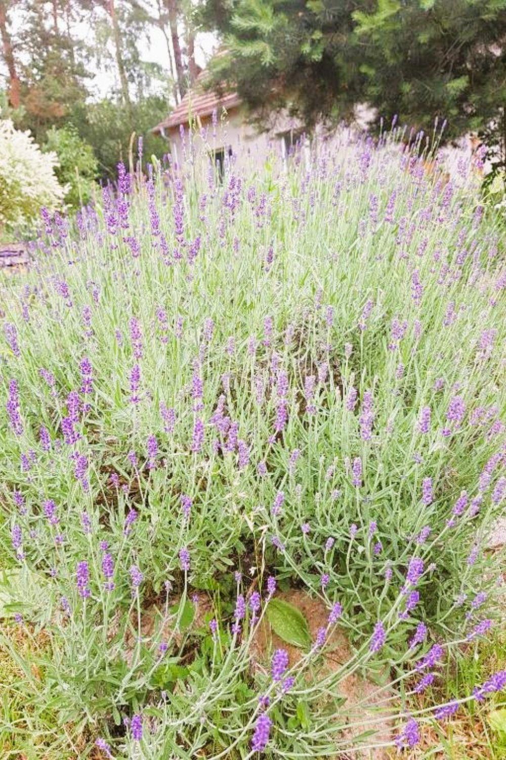 Villa Olszyna Pod Brzoza Esterno foto